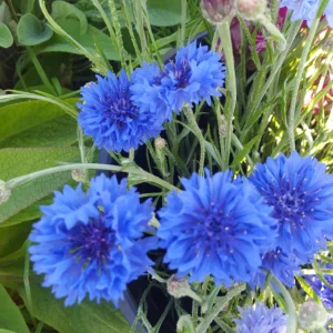 Cornflower Blue x 10 50cm