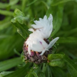 Pale pink cornflower x 10 50cm