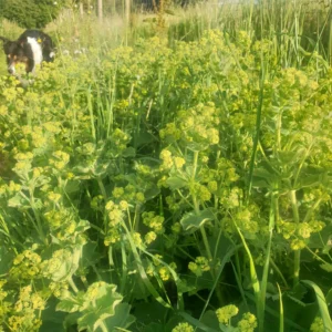 Alchemilla Mollis 40cm x 10
