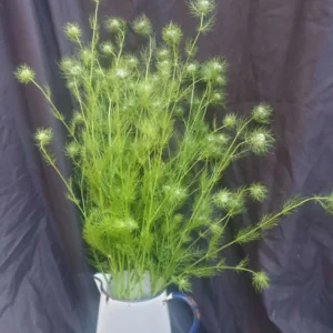 Nigella white x 10 40cm