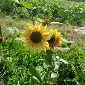 Sunflowers Mixed x 10 60cm