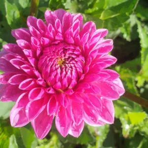 Dahlia Hot Pink 50cm x 5