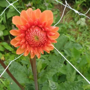 Dahlia Bright Orange 50cm x 5